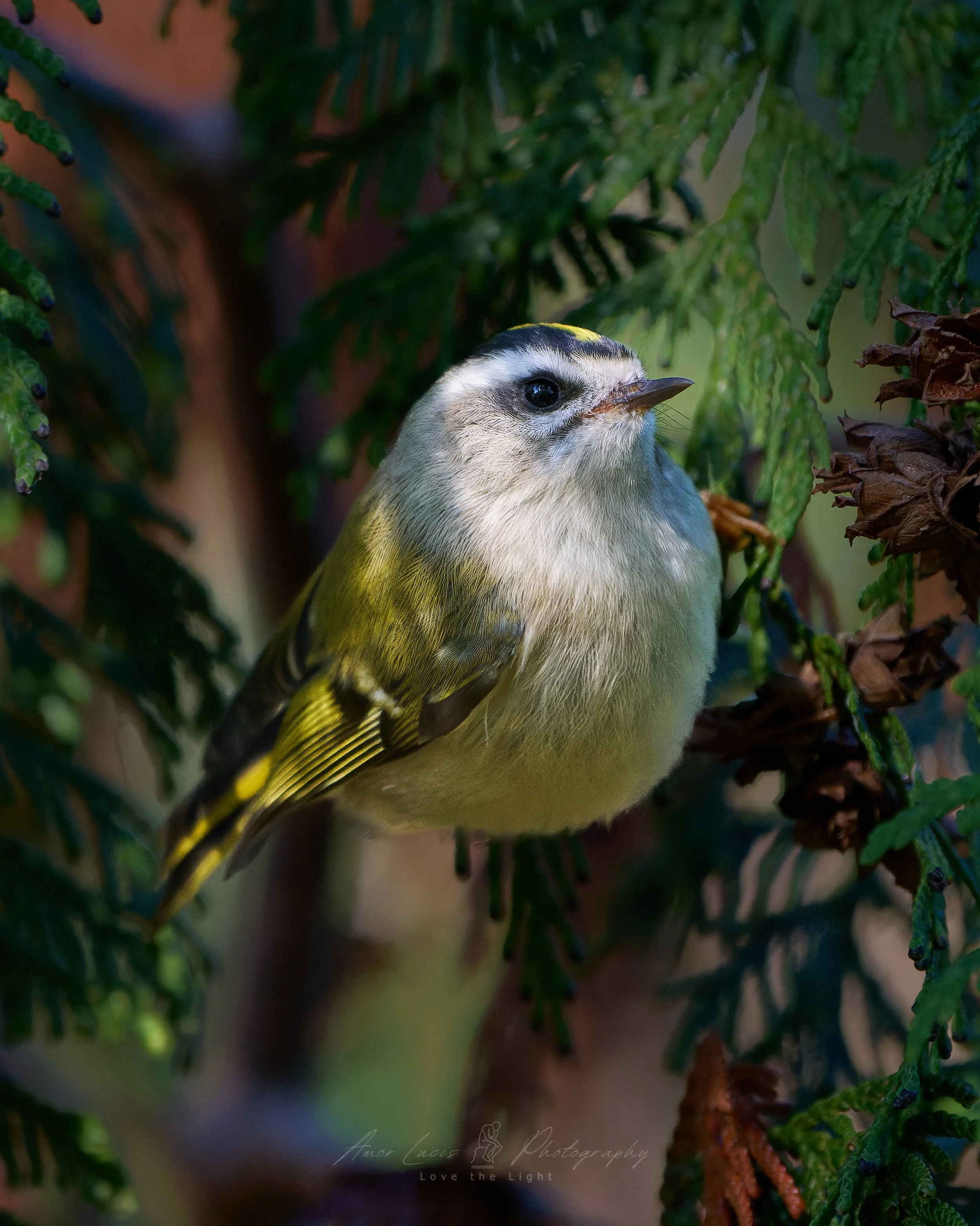 Goldcrest - Golden-crowned Kinglet