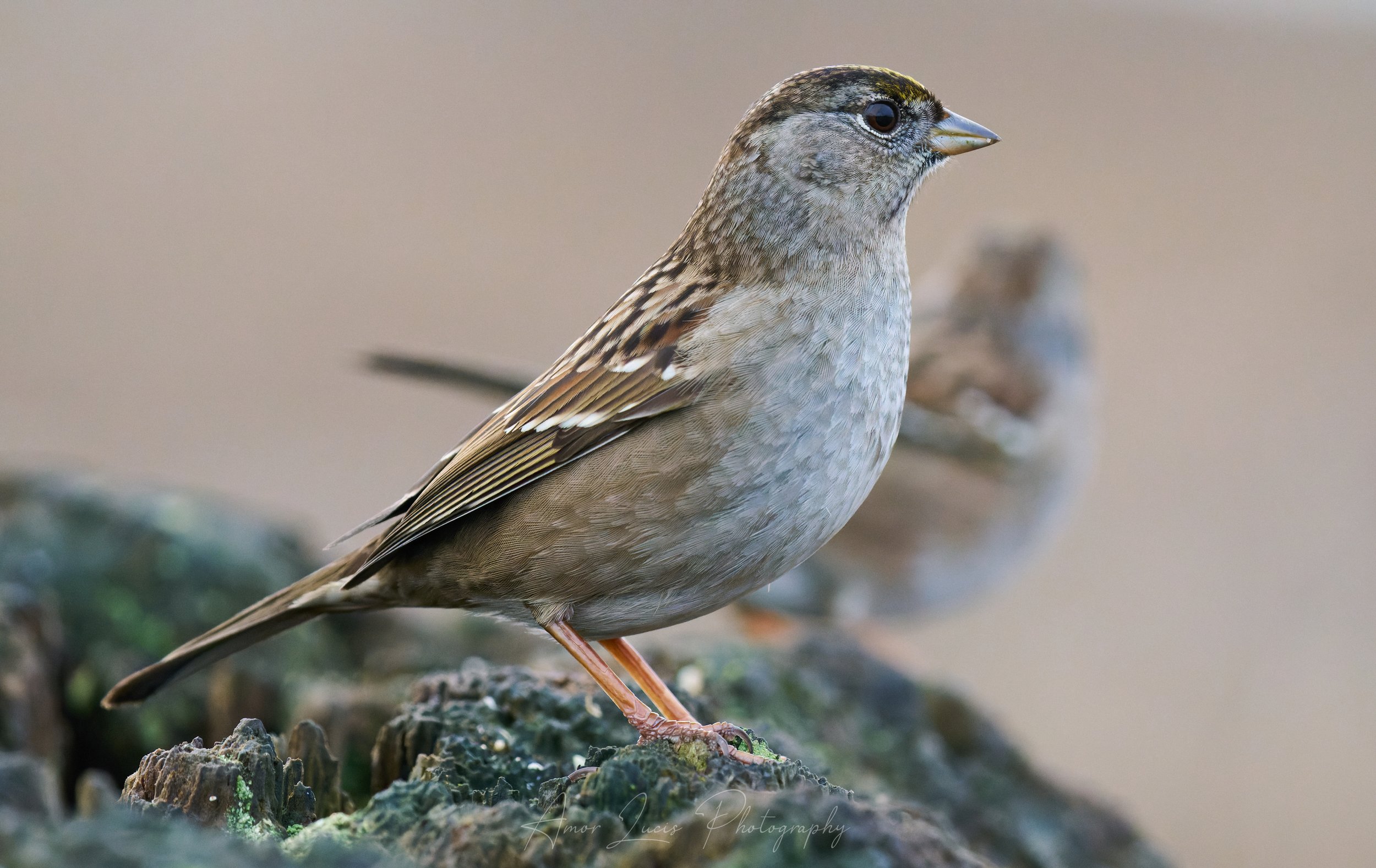 Golden-crowned Sparrow