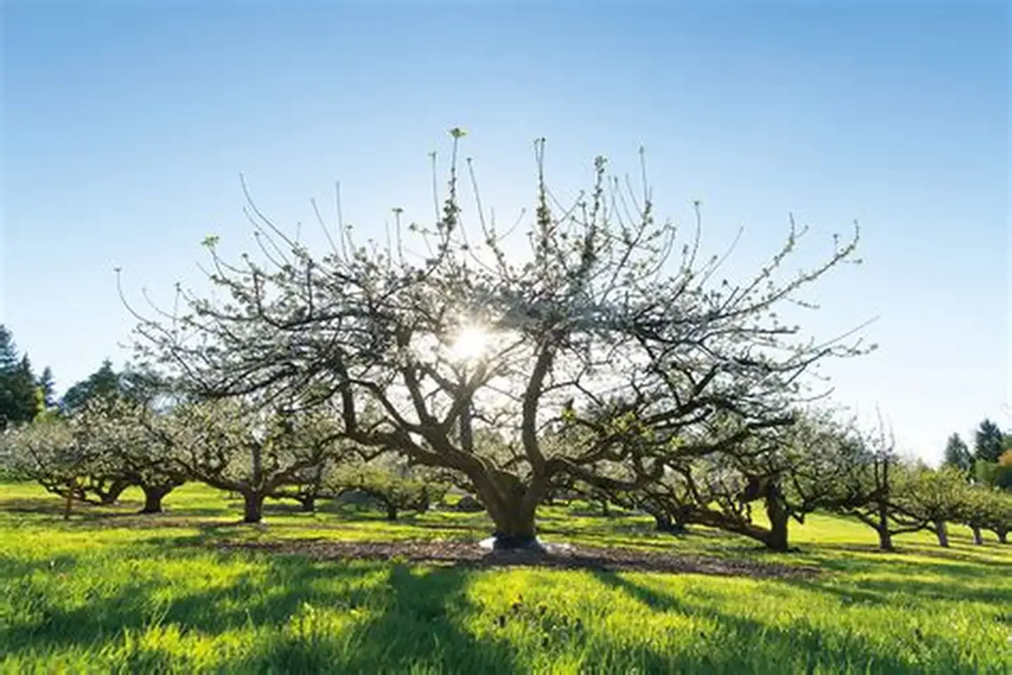 Concert at the orchard