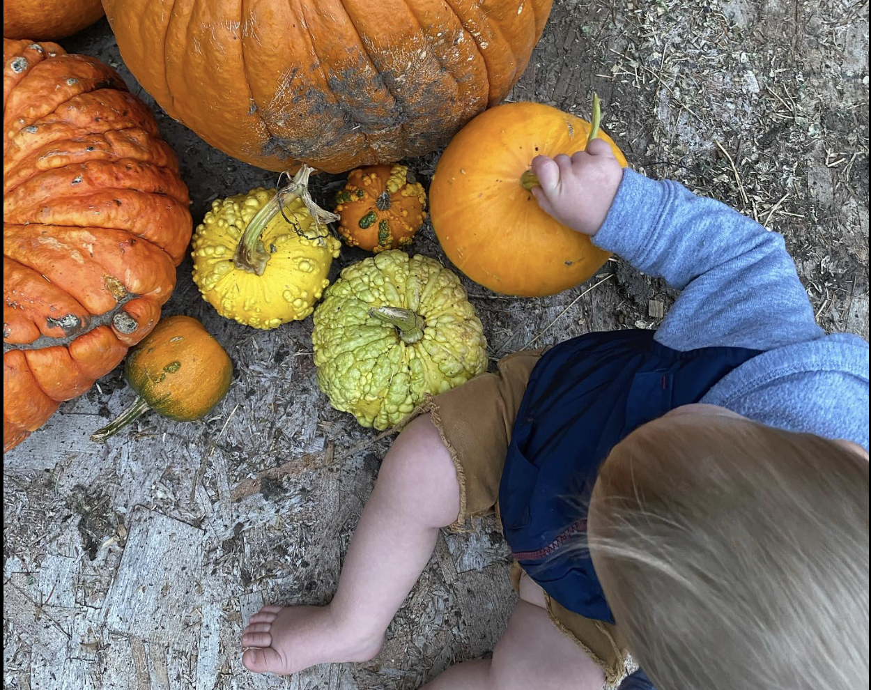 Homeschool Pumpkin Patch Field Trip