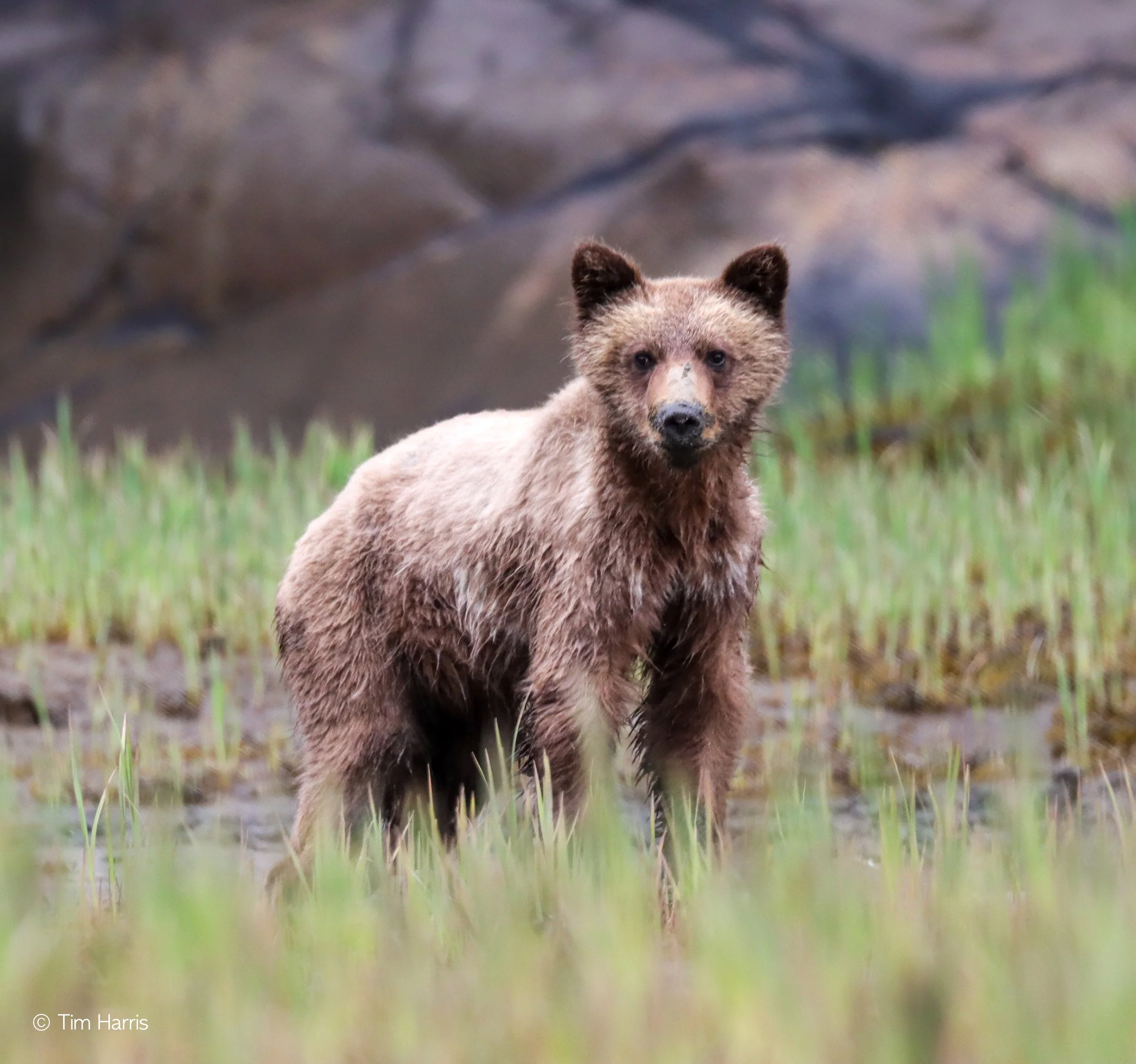 Bear Necessities -   British Columbia