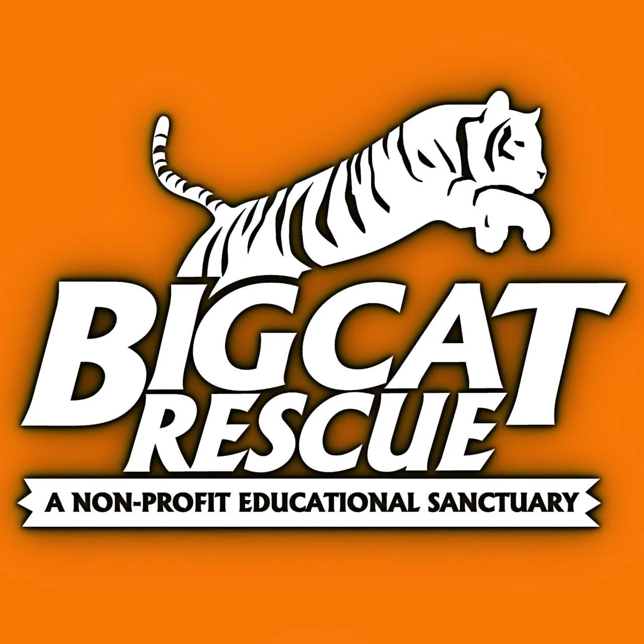 TNT Speaks With Big Cat Rescue From Netflix Hit Tiger King The 