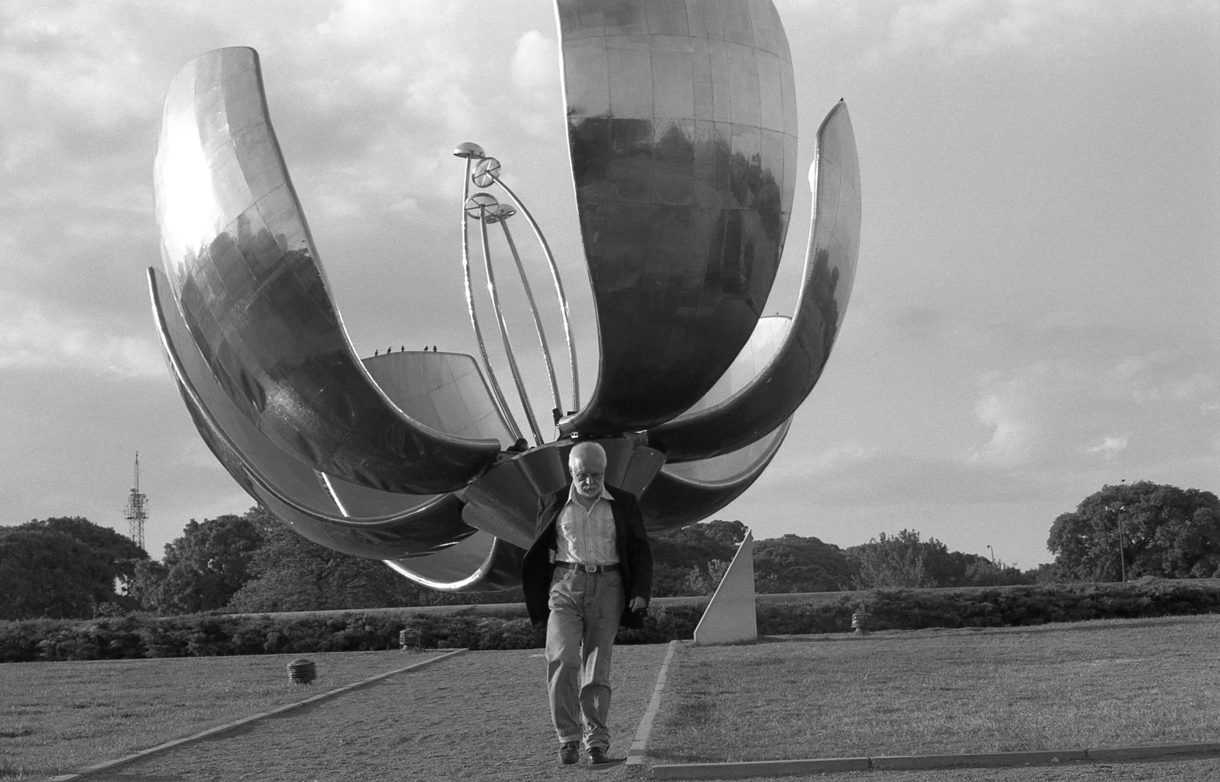 floralis generica, buenos aires