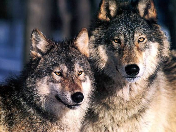 Bottom of the Ninth #37 - Which Wolf Wins?