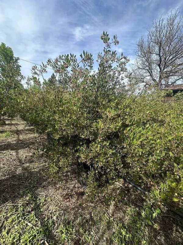 manzanita-11-container-row-with-berries.jpg