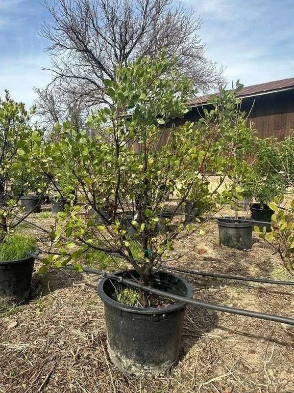 manzanita-05-container-shrub.jpg