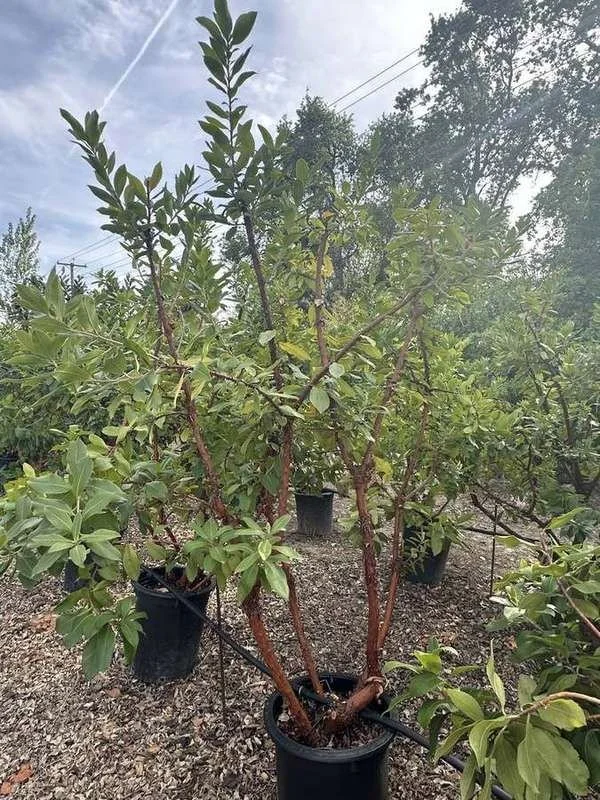 strawberry-tree-06-multi-trunk-container-tree.jpg