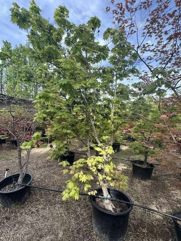 japanese-maple-34-green-upright-container-specimen-bronze-.jpg