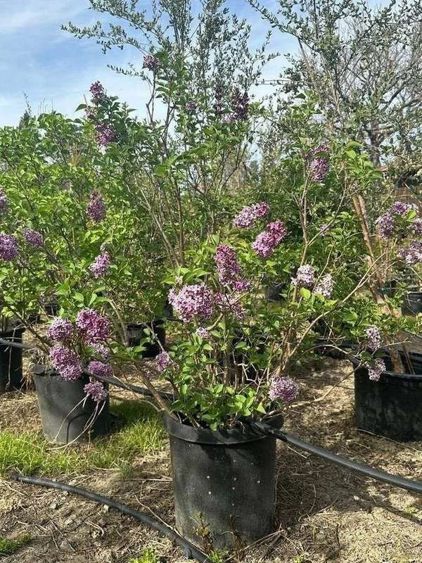 common-lilac-02-container-shrub-in-bloom.jpg