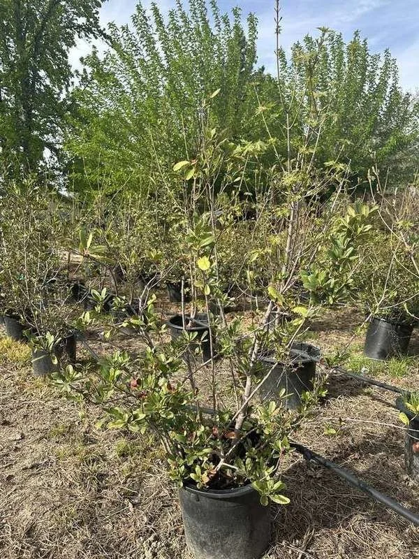 toyon-01-multi-stem-container-shrub.jpg