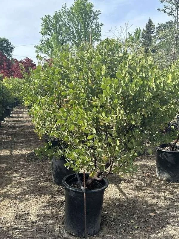 manzanita-01-rounded-container-shrub.jpg