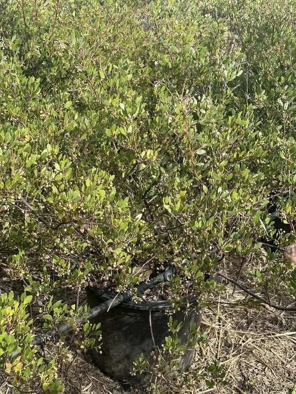 manzanita-13-dense-container-shrub.jpg