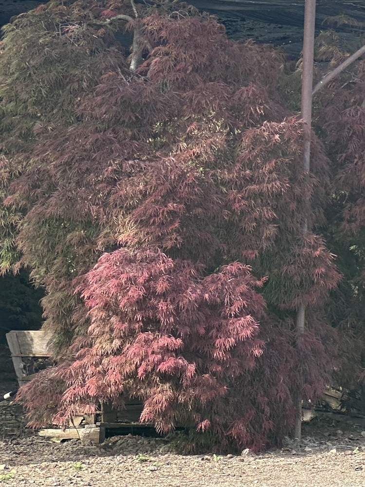 japanese-maple-17-laceleaf-shade-house-specimen-detail.jpg
