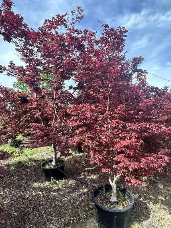 japanese-maple-19-red-upright-multi-trunk-container-trees.jpg