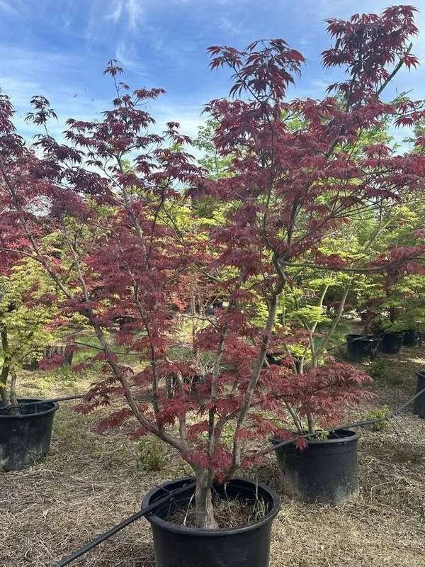 japanese-maple-25-red-upright-multi-trunk-container-tree.jpg