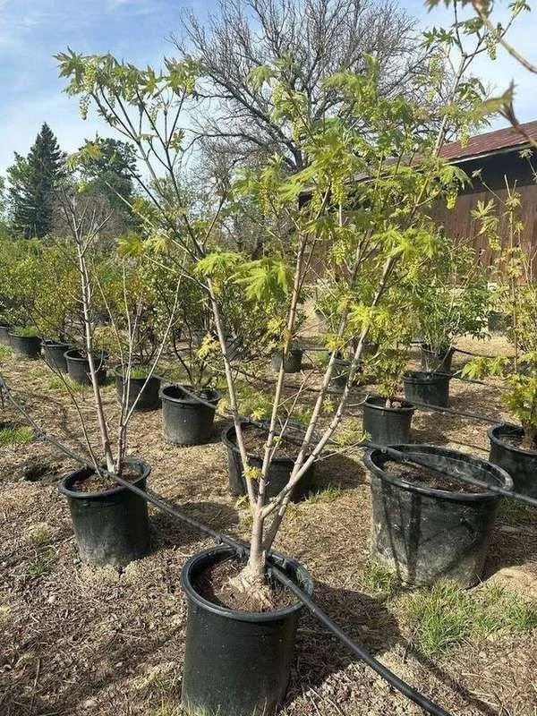 big-leaf-maple-01-multi-trunk-container-trees-in-flower.jpg