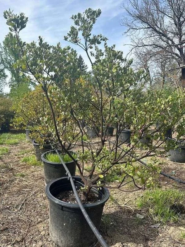 manzanita-06-tree-form-open-branching.jpg