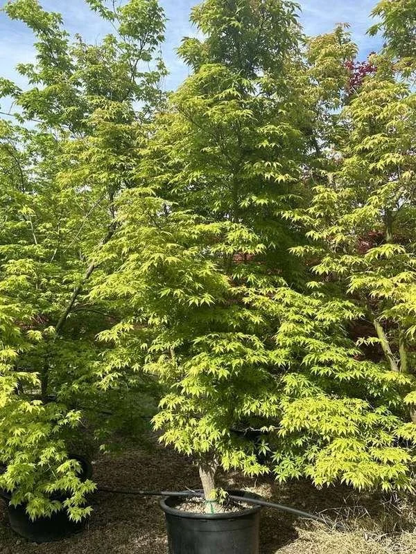 japanese-maple-31-green-upright-container-specimen.jpg
