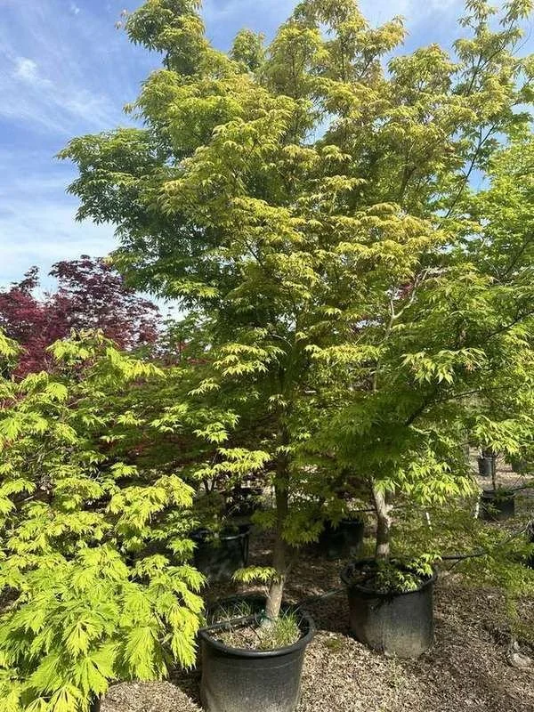 japanese-maple-30-green-upright-container-specimens.jpg