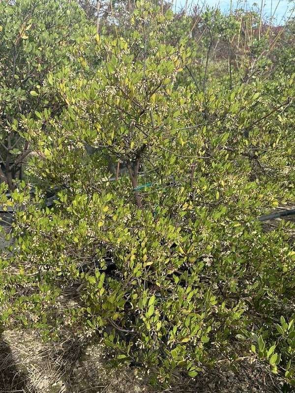 manzanita-15-dense-container-shrub.jpg