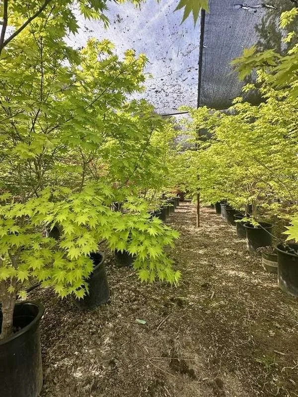 japanese-maple-42-golden-container-rows-under-shade-cloth.jpg