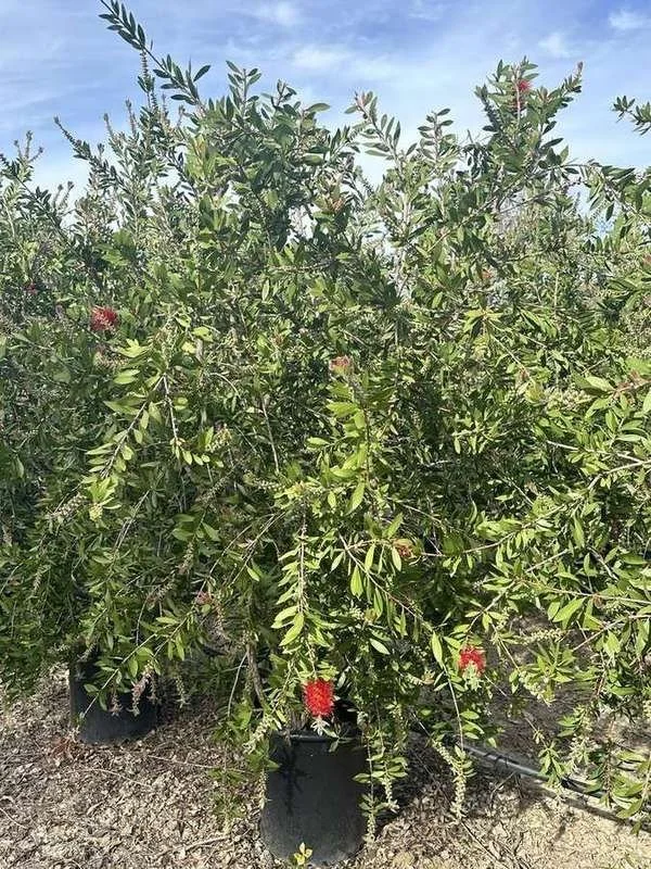 bottlebrush-01-container-shrub-in-flower.jpg