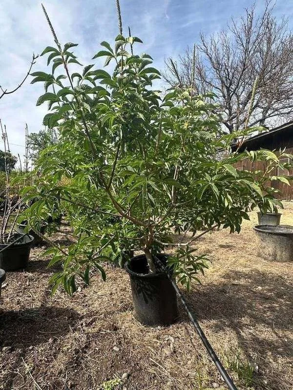 california-buckeye-01-container-stock-full-leaf.jpg