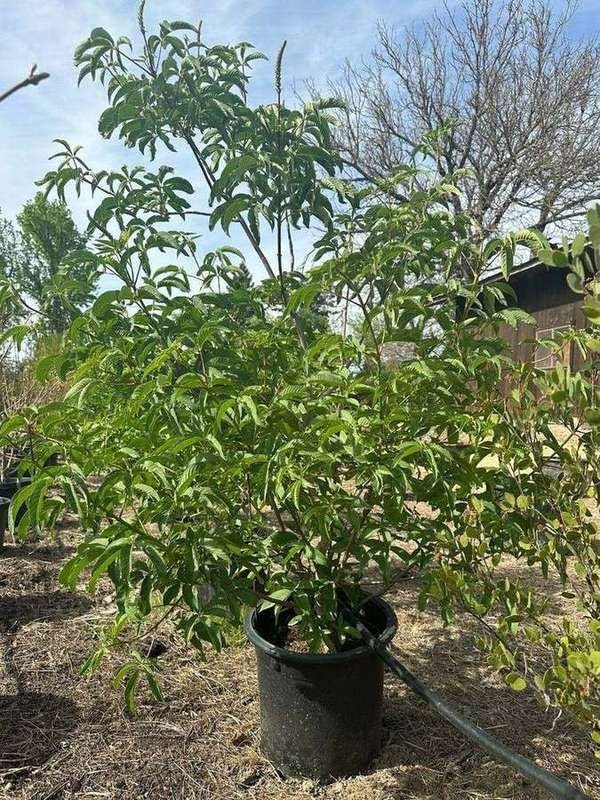 california-buckeye-02-container-stock-multi-stem.jpg