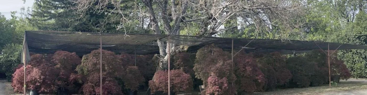 japanese-maple-04-laceleaf-laceleaf-block-panorama.jpg