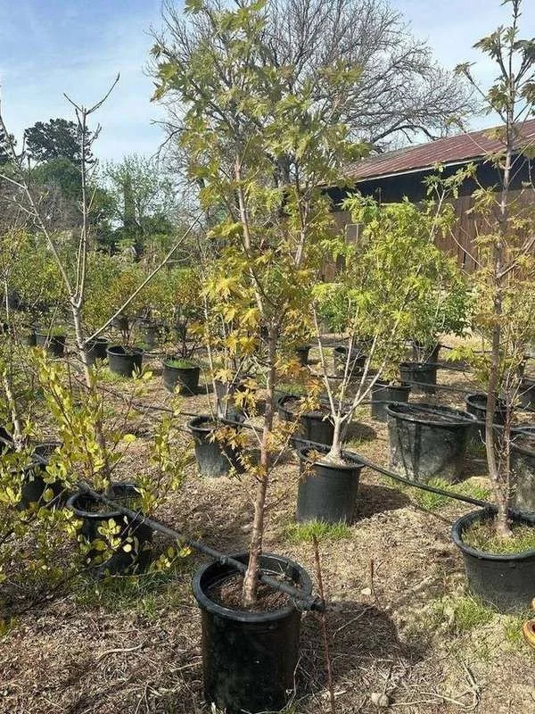 big-leaf-maple-02-container-block.jpg