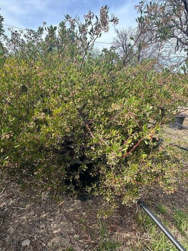 manzanita-08-dense-shrub-carrying-berries.jpg