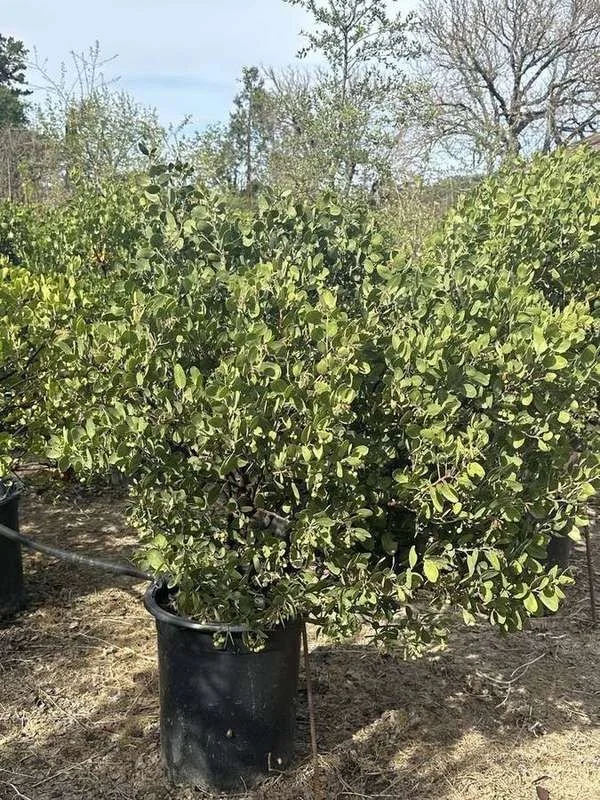 manzanita-14-rounded-container-shrubs.jpg