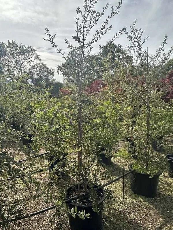cork-oak-05-single-trunk-container-trees.jpg