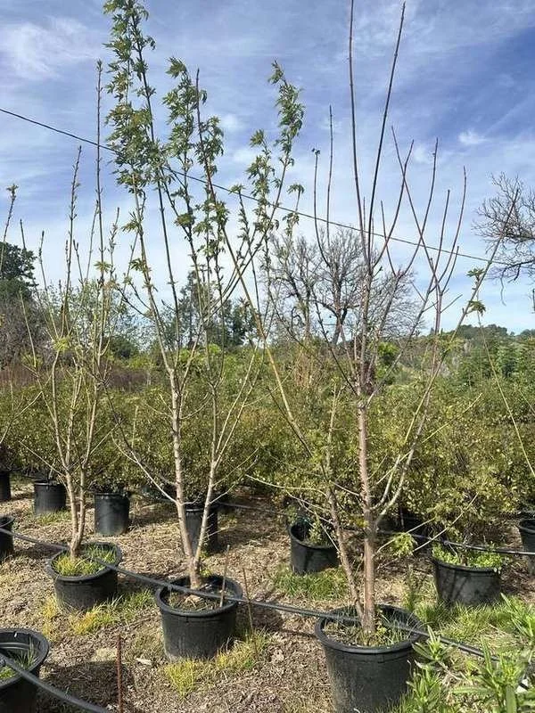 big-leaf-maple-03-young-whips-spring-leaf-out.jpg