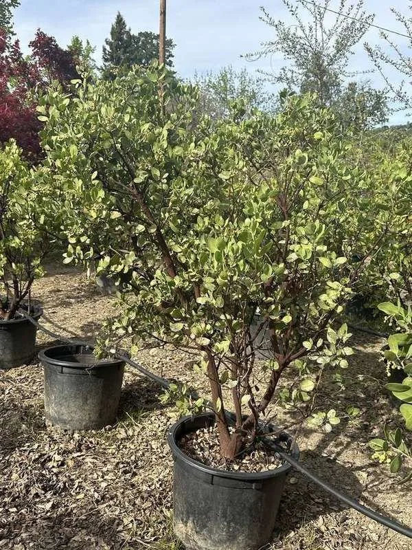 manzanita-02-tree-form-red-bark.jpg
