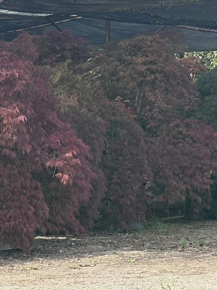japanese-maple-18-laceleaf-shade-house-specimen-detail.jpg
