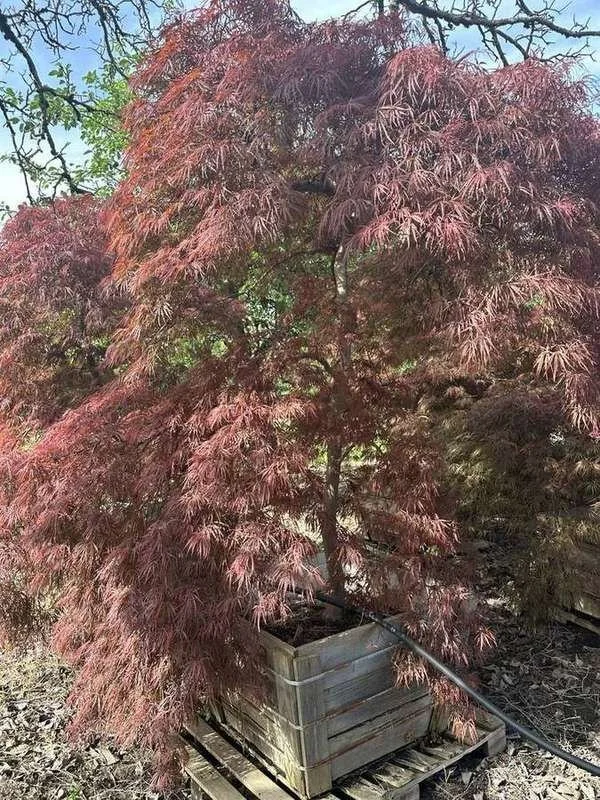 japanese-maple-11-laceleaf-boxed-specimen.jpg