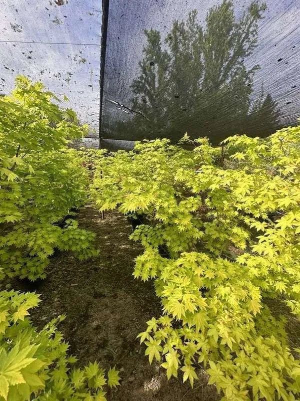 japanese-maple-39-golden-under-shade-cloth.jpg