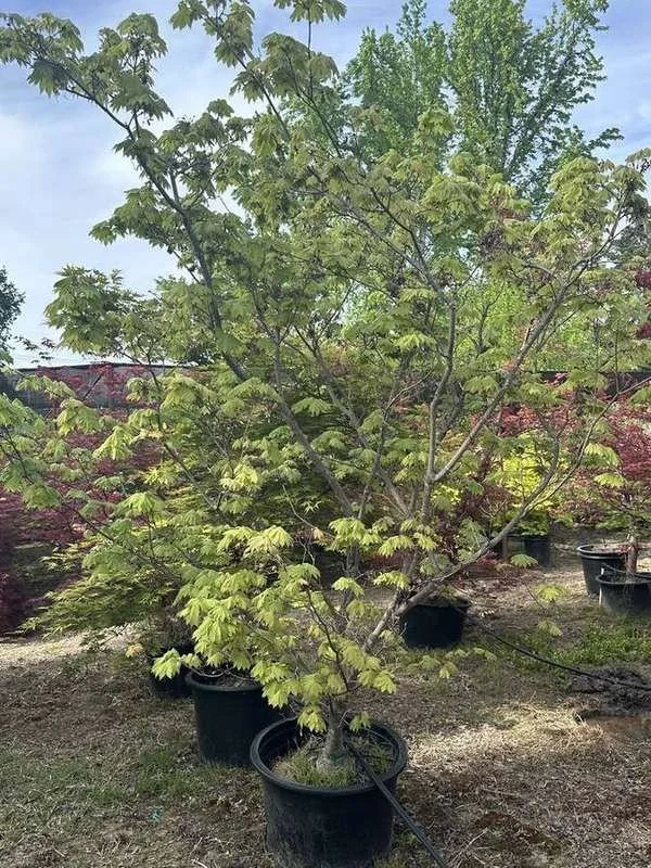japanese-maple-37-green-upright-container-specimen.jpg