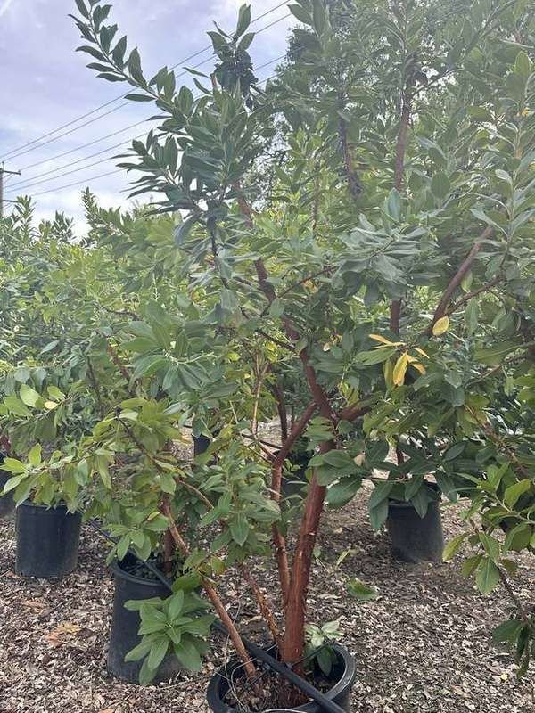 strawberry-tree-04-multi-trunk-red-bark.jpg