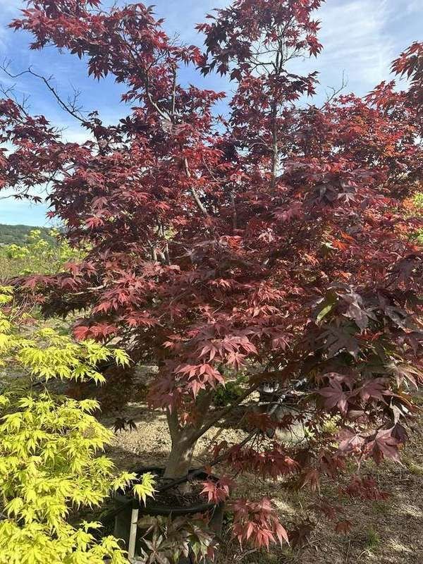 japanese-maple-27-red-upright-container-specimen-full-cano.jpg