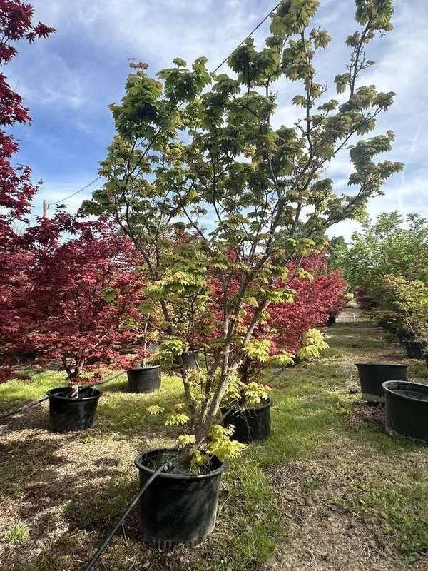 japanese-maple-36-green-upright-container-specimen.jpg