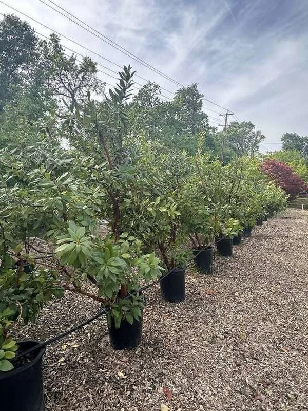 strawberry-tree-02-container-row.jpg
