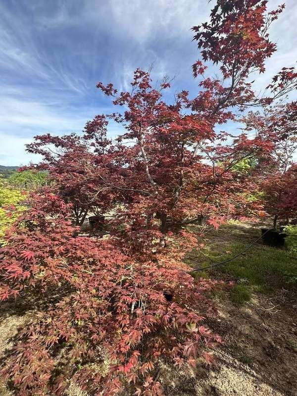 japanese-maple-26-red-upright-container-specimen.jpg