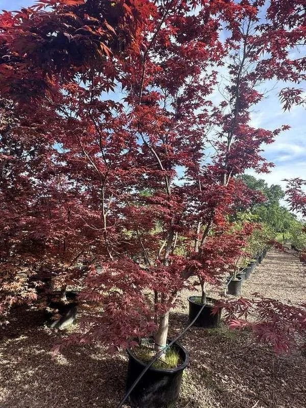 japanese-maple-20-red-upright-container-specimen-full-cano.jpg