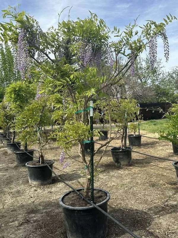 wisteria-04-staked-standard-in-bloom.jpg