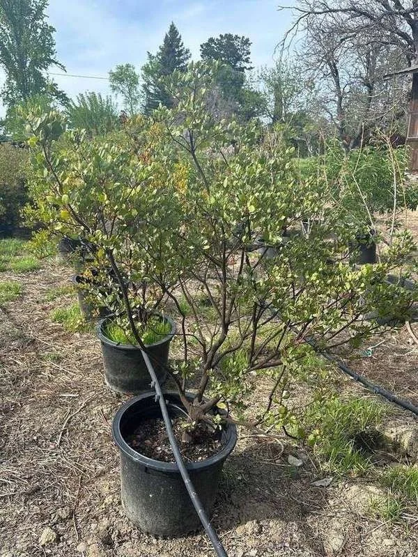 manzanita-07-tree-form-multi-trunk.jpg