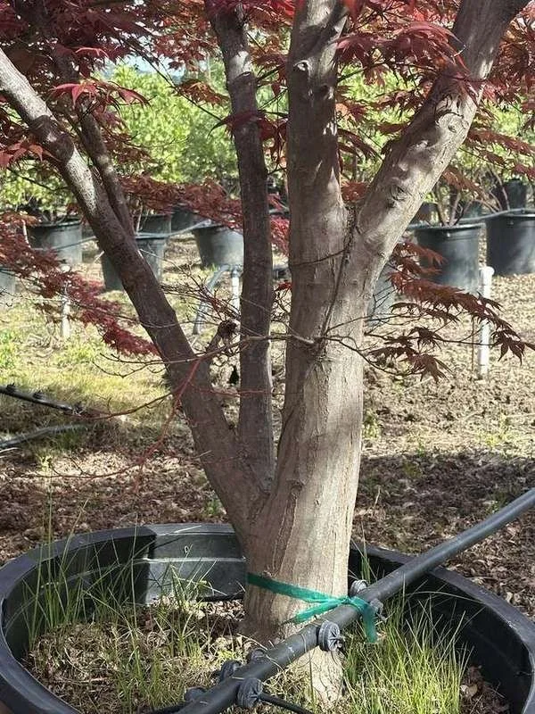 japanese-maple-22-red-upright-trunk-and-caliper-detail.jpg