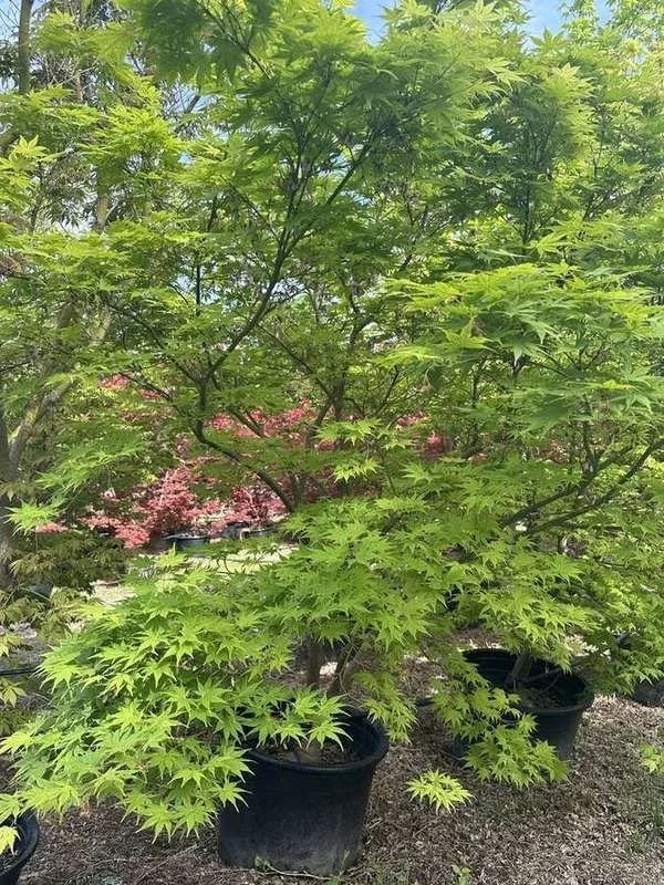japanese-maple-32-green-upright-container-specimen.jpg