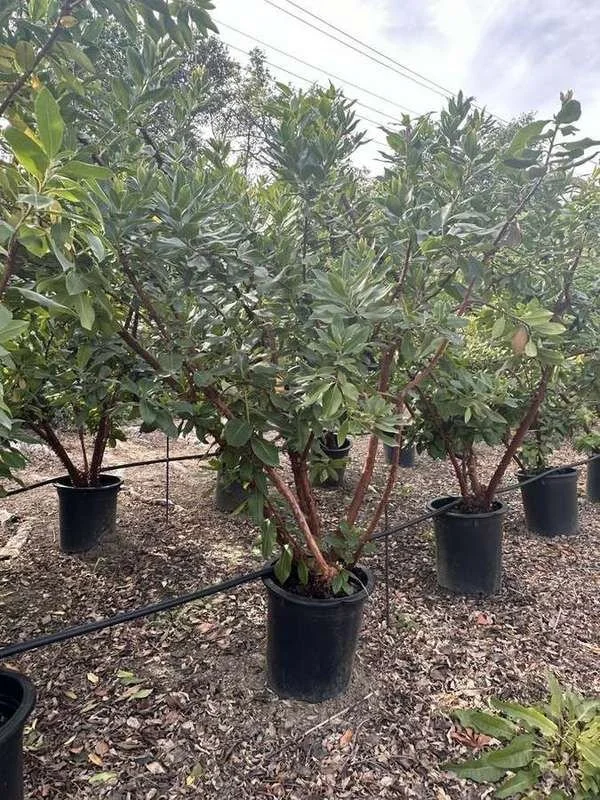 strawberry-tree-01-multi-trunk-container-trees.jpg